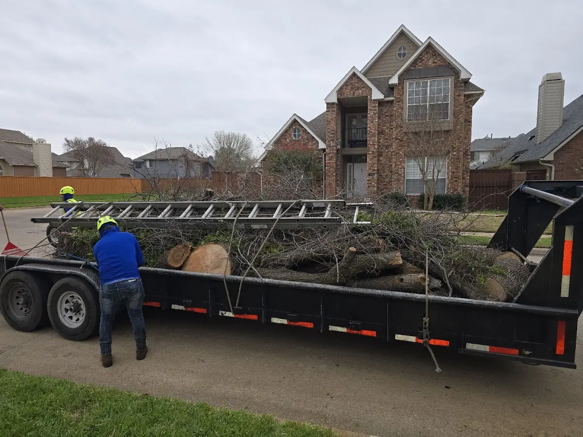 Expert Tree Fertilization with proper safety equipment in Fountain Valley
